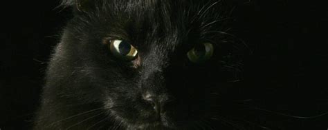 黑猫来家里代表什么 遺照擺放位置
